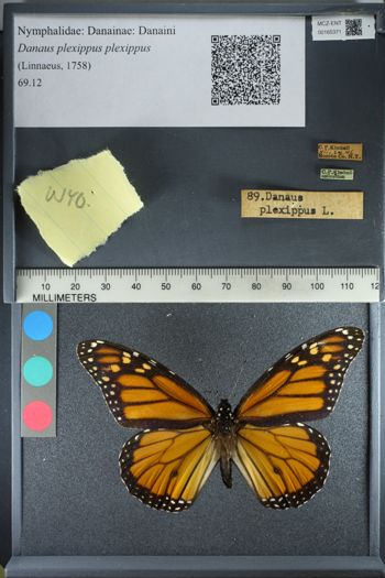 Media type: image;   Entomology 165371
